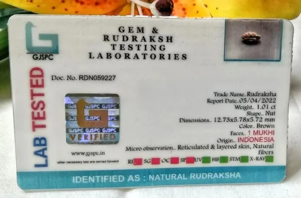 1 Mukhi Certificate