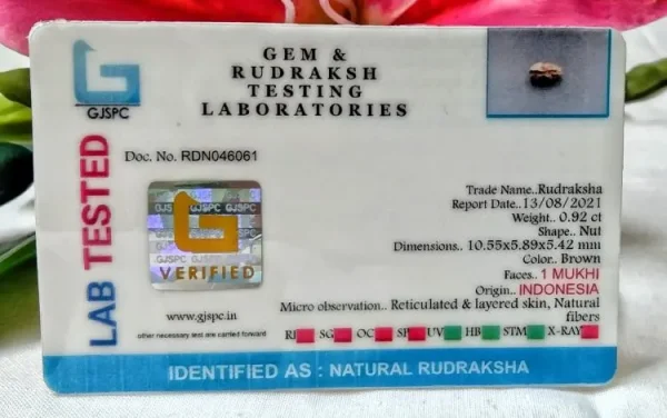 1 Mukhi Certificate