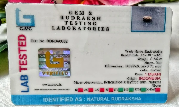 1 Mukhi Certificate