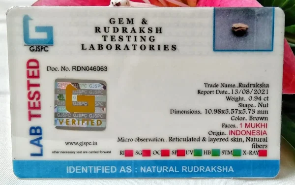 1 Mukhi Certificate