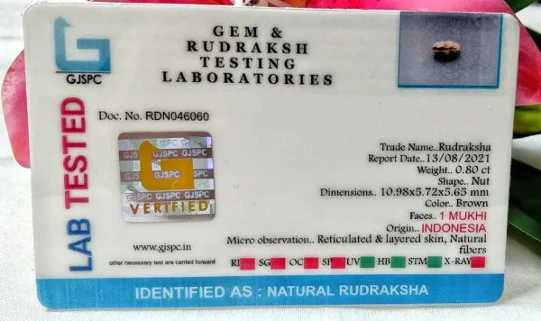1 Mukhi Certificate