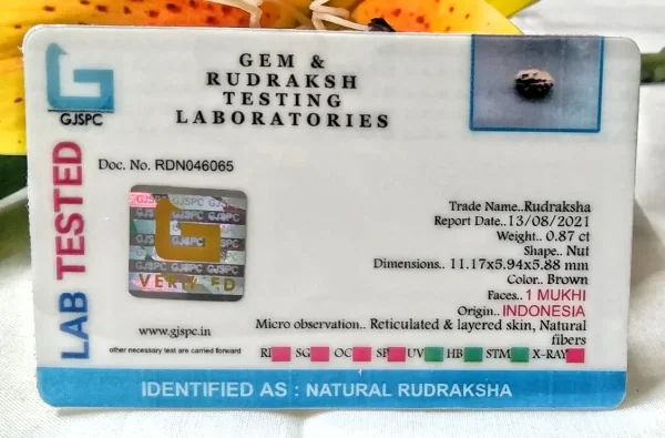 1 Mukhi Certificate