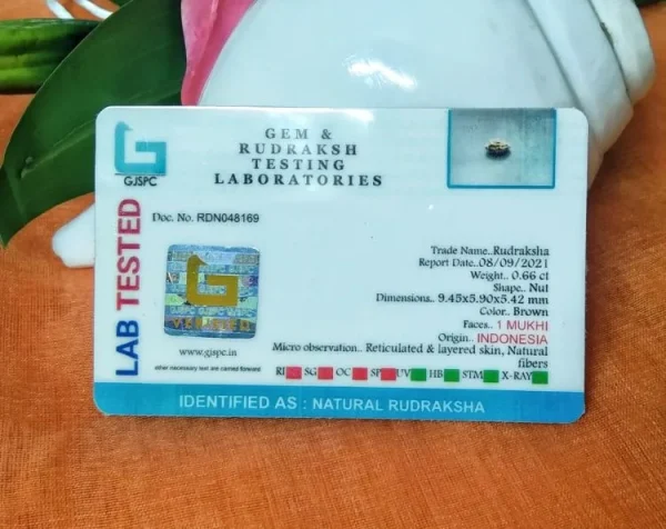 1 Mukhi Certificate