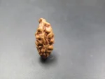 1 Mukhi Rudraksha
