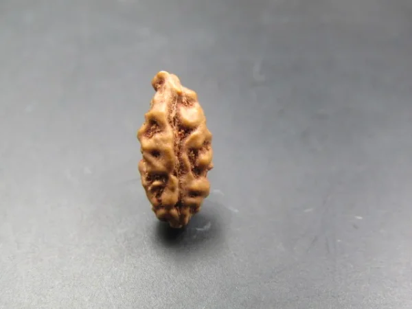 1 Mukhi Rudraksha