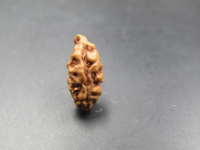 1 Mukhi Rudraksha