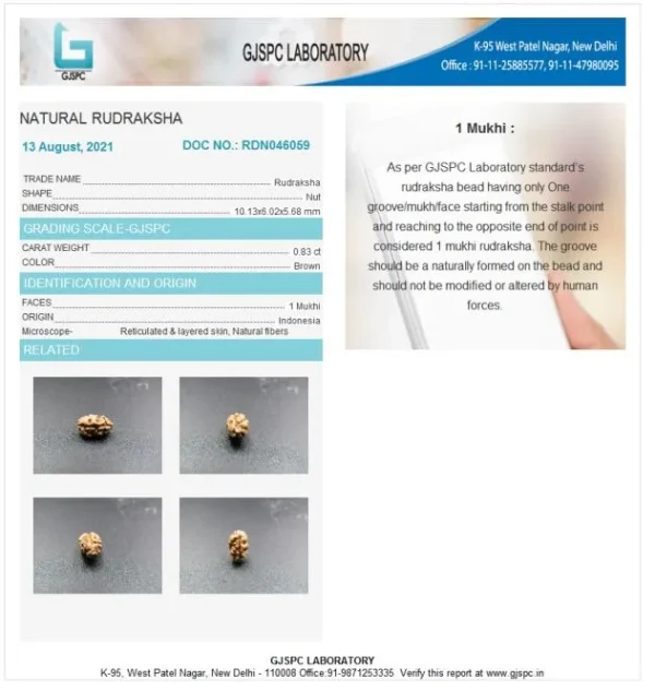 1 Mukhi Certificate