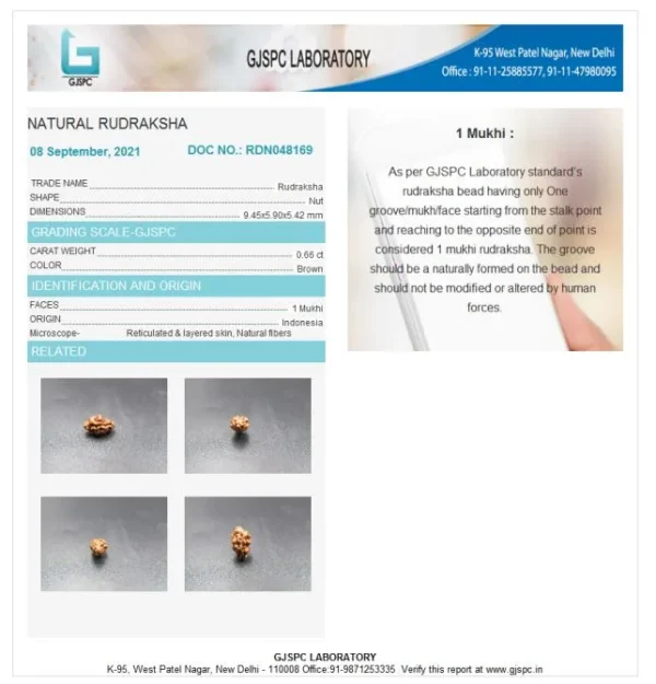 1 Mukhi Certificate