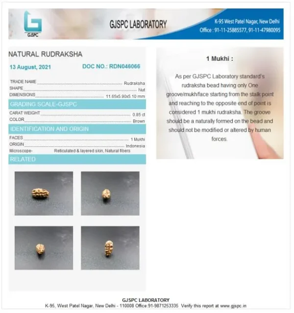 1 Mukhi Certificate