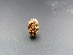 1 Mukhi Rudraksha