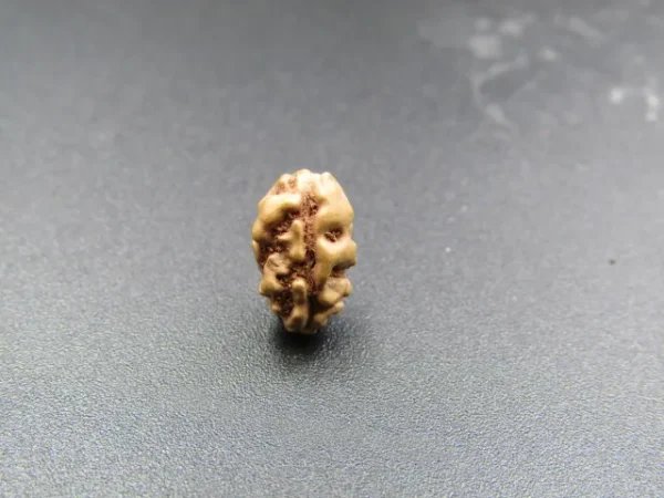 1 Mukhi Rudraksha