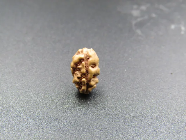 1 Mukhi Rudraksha