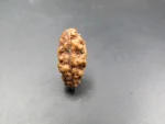 1 Mukhi Rudraksha