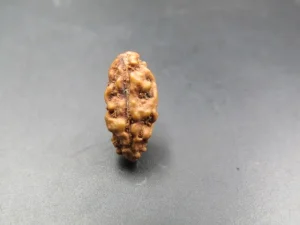 1 Mukhi Rudraksha