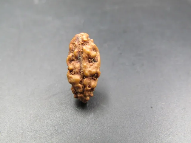 1 Mukhi Rudraksha