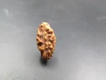 1 Mukhi Rudraksha