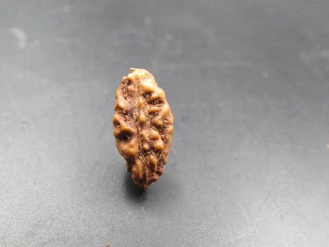 1 Mukhi Rudraksha