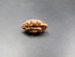1 Mukhi Rudraksha