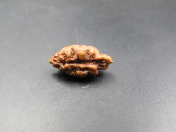 1 Mukhi Rudraksha