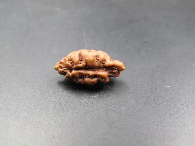 1 Mukhi Rudraksha