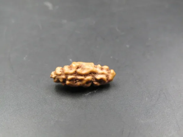 1 Mukhi Rudraksha