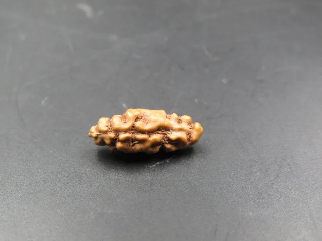 1 Mukhi Rudraksha