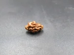 1 Mukhi Rudraksha