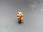 1 Mukhi Rudraksha