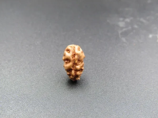 1 Mukhi Rudraksha