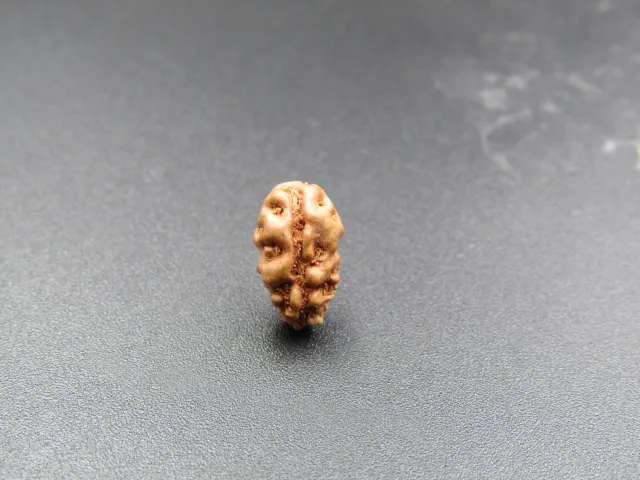 1 Mukhi Rudraksha