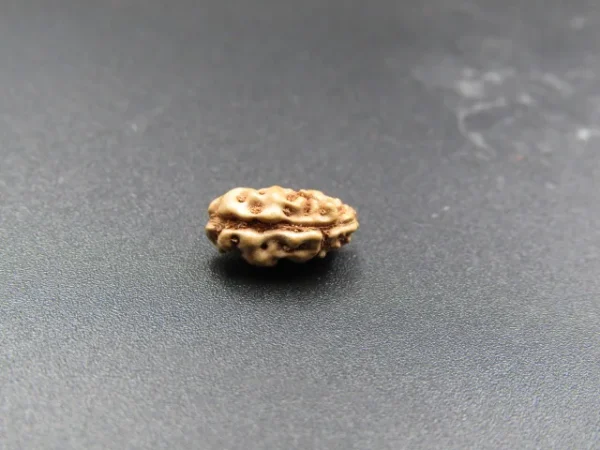 1 Mukhi Rudraksha