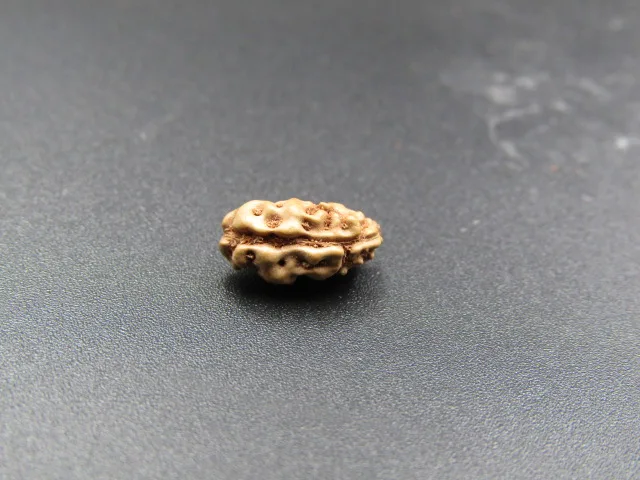 1 Mukhi Rudraksha