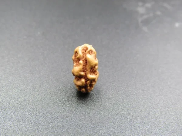 1 Mukhi Rudraksha