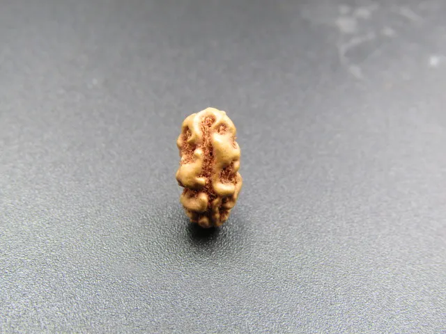 1 Mukhi Rudraksha