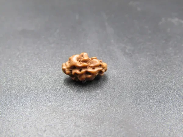 1 Mukhi Rudraksha