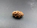 1 Mukhi Rudraksha