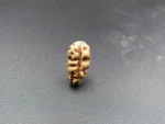 1 Mukhi Rudraksha