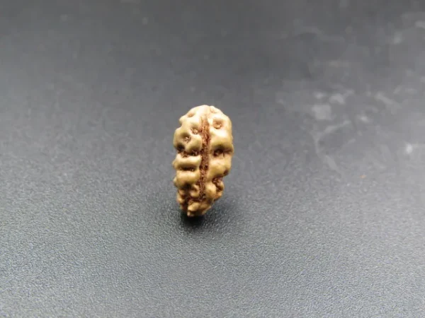 1 Mukhi Rudraksha