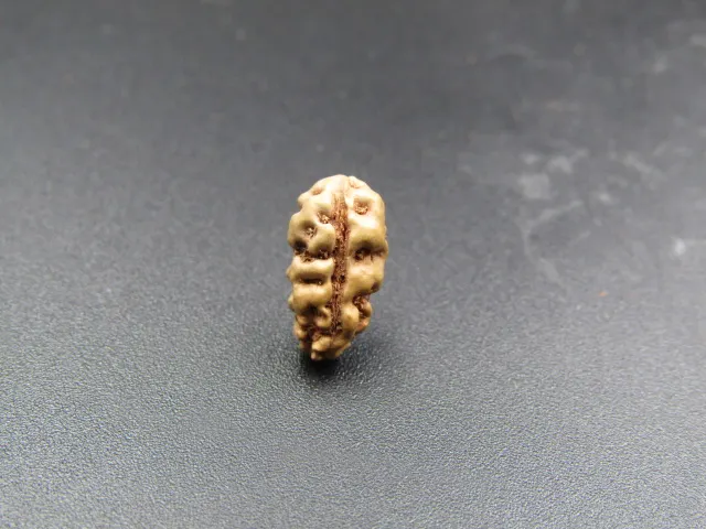 1 Mukhi Rudraksha