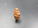 1 Mukhi Rudraksha
