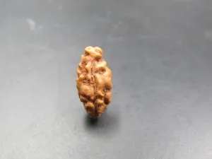 1 Mukhi Rudraksha