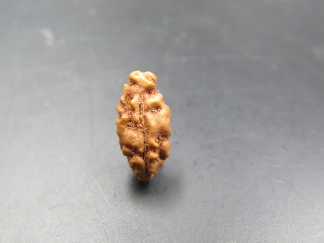 1 Mukhi Rudraksha