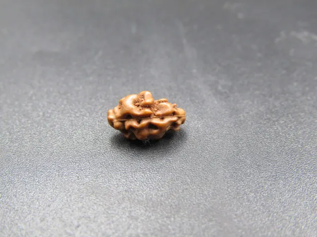 1 Mukhi Rudraksha