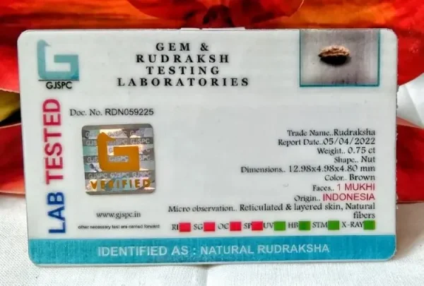 1 Mukhi Certificate