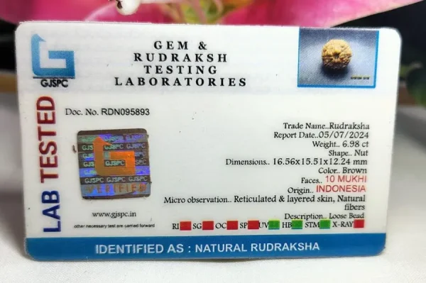 10 Mukhi Certificate