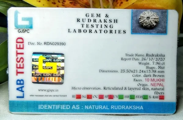 10 Mukhi Certificate