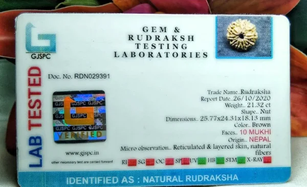 10 Mukhi Certificate