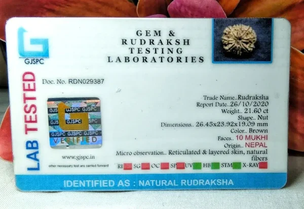 10 Mukhi Certificate