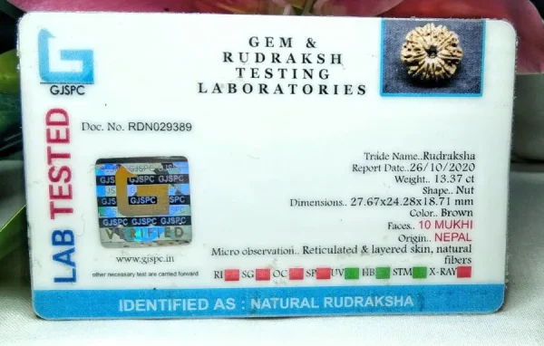 10 Mukhi Certificate