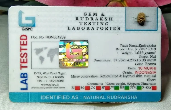 10 Mukhi Certificate
